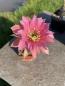 Preview: Echinopsis Hybr. lachs/pink